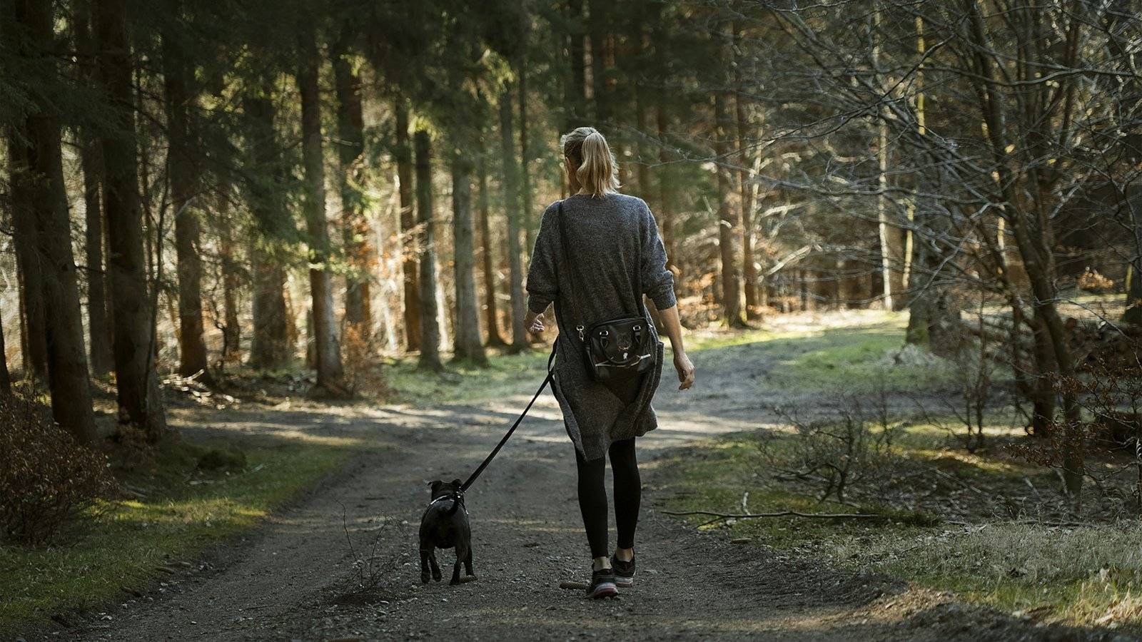 Woman walking a black Labrador on a leash along a forest path