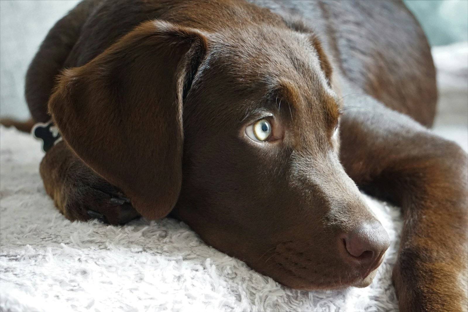Chocolate Labrador lying on a white rug, close-up of its face
